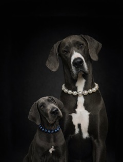 Great Danes wearing elegant necklaces, showcasing a sophisticated and playful atmosphere, reflecting the caring nature of Elite Home Watchers in maintaining homes and pets.